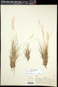 Agrostis mertensii image