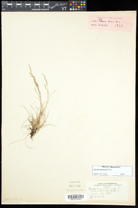 Agrostis mertensii image