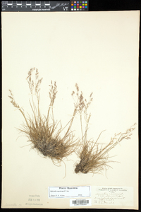 Agrostis mertensii image