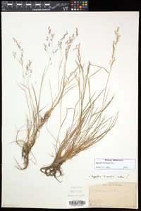 Agrostis mertensii image