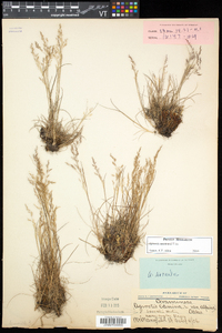 Agrostis mertensii image