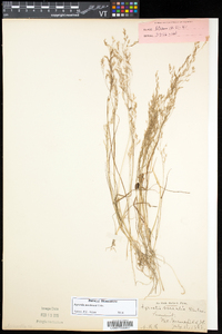 Agrostis mertensii image