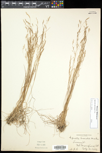 Agrostis mertensii image