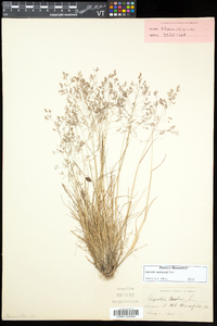 Agrostis mertensii image