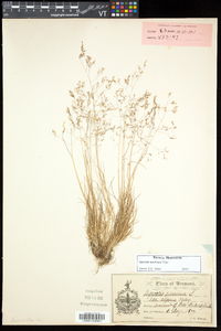 Agrostis mertensii image