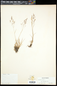 Agrostis mertensii image