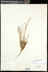 Agrostis mertensii image