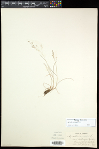 Agrostis mertensii image