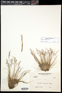 Agrostis mertensii image