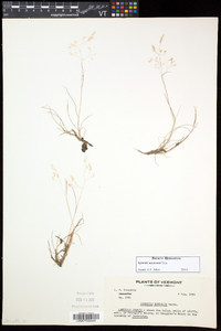 Agrostis mertensii image