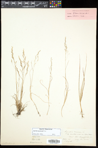 Agrostis mertensii image