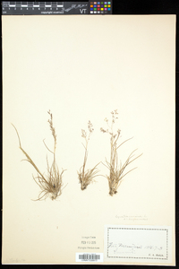 Agrostis mertensii image