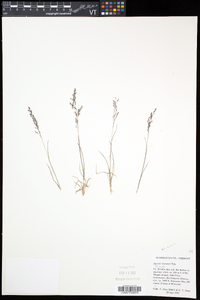 Agrostis mertensii image