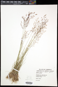 Agrostis capillaris image