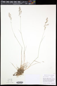 Agrostis capillaris image