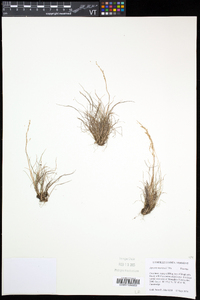 Agrostis mertensii image