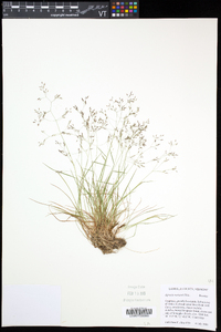 Agrostis mertensii image