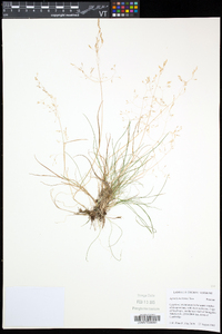 Agrostis mertensii image