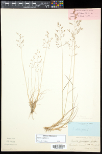 Agrostis capillaris image