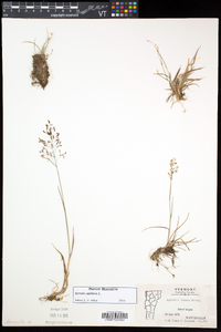 Agrostis capillaris image