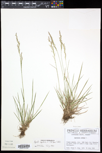 Agrostis capillaris image