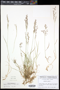 Agrostis capillaris image