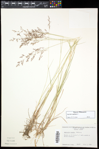 Agrostis capillaris image