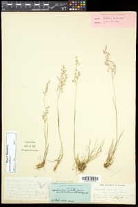 Agrostis capillaris image