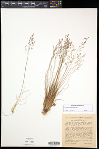 Agrostis mertensii image