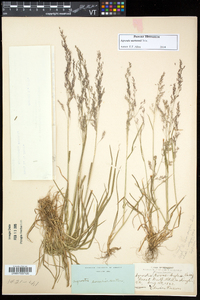 Agrostis mertensii image