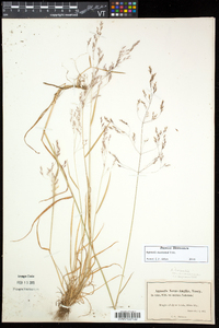 Agrostis mertensii image