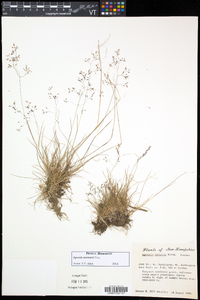 Agrostis mertensii image