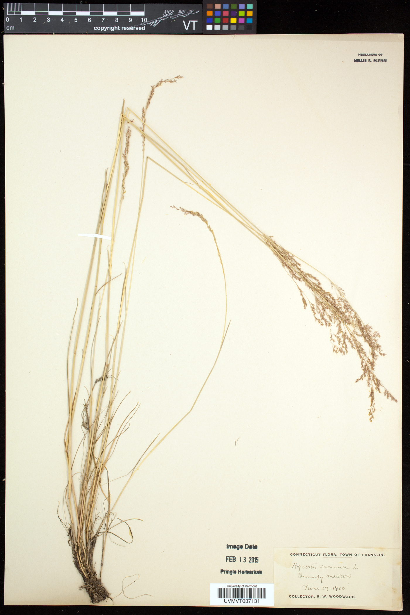 Agrostis canina image