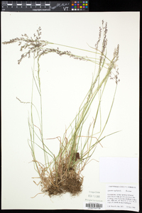 Agrostis capillaris image