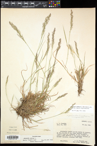 Agrostis capillaris image