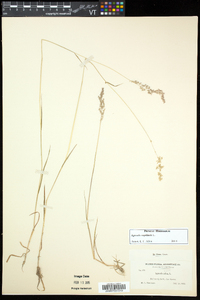 Agrostis capillaris image