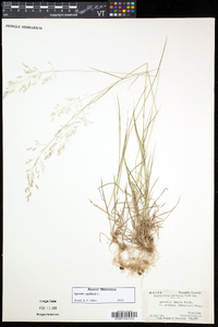 Agrostis capillaris image