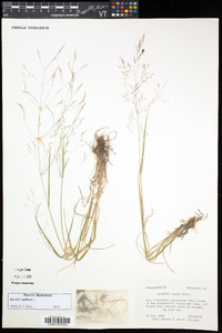 Agrostis capillaris image