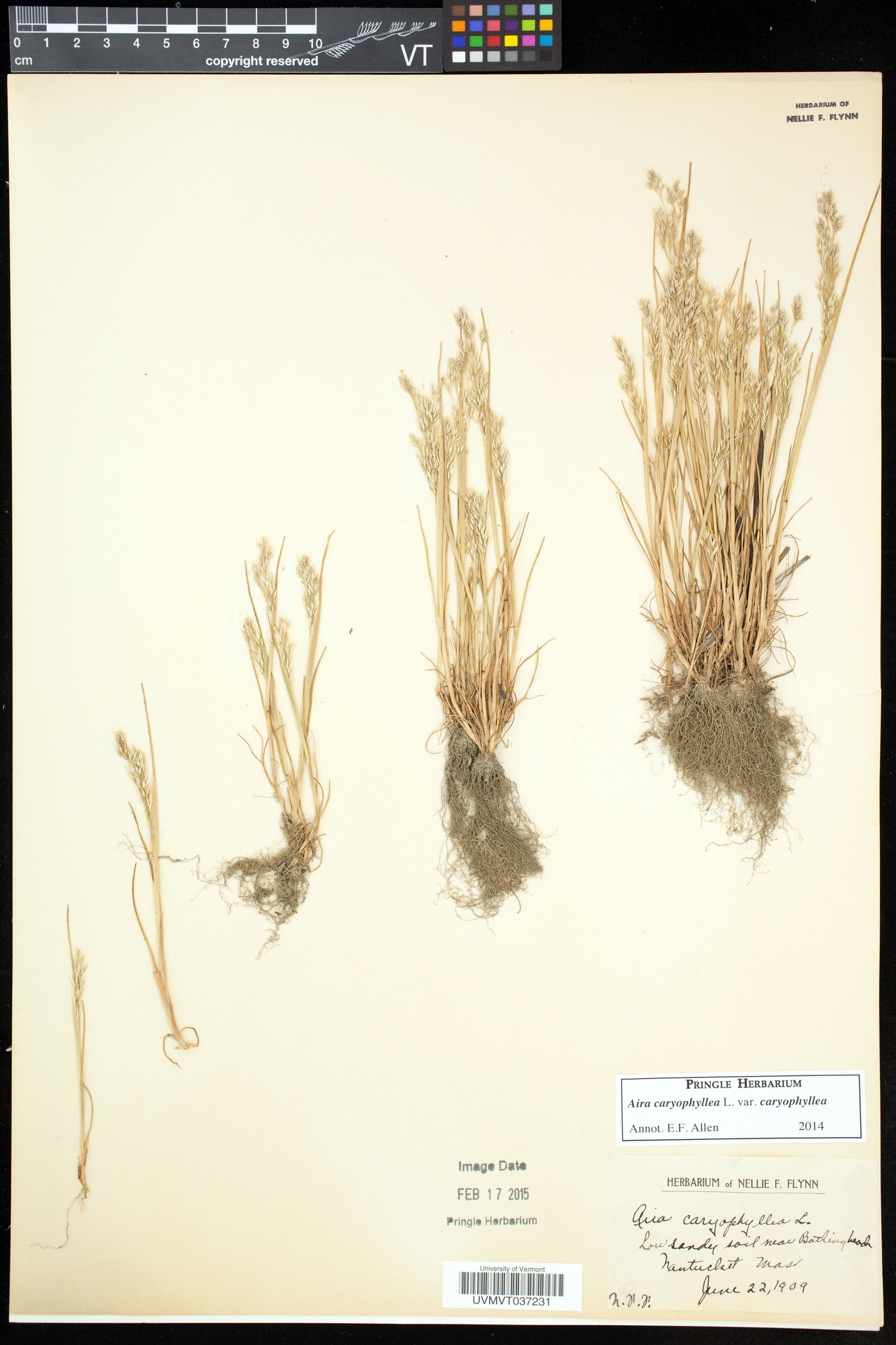 Aira caryophyllea var. caryophyllea image