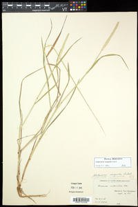 Alopecurus aequalis image