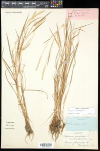 Alopecurus aequalis image