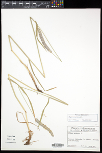 Alopecurus pratensis image