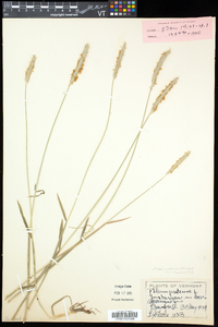 Alopecurus pratensis image