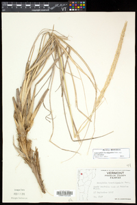 Ammophila breviligulata subsp. breviligulata image