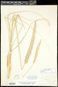 Ammophila breviligulata image