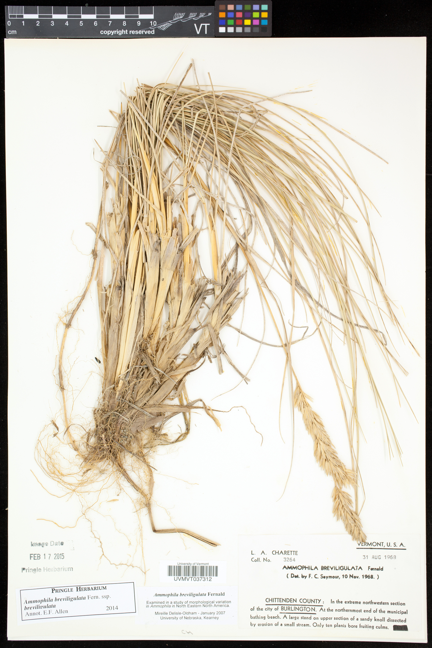 Ammophila breviligulata subsp. champlainensis image