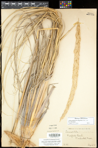 Ammophila breviligulata image