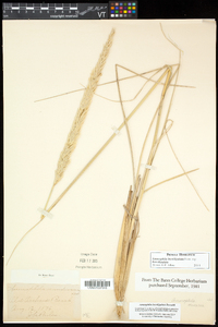 Ammophila breviligulata image