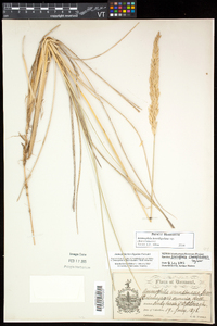 Ammophila breviligulata image