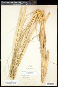 Ammophila breviligulata image